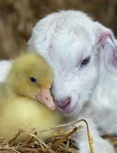 picture of a duckling and a baby lam